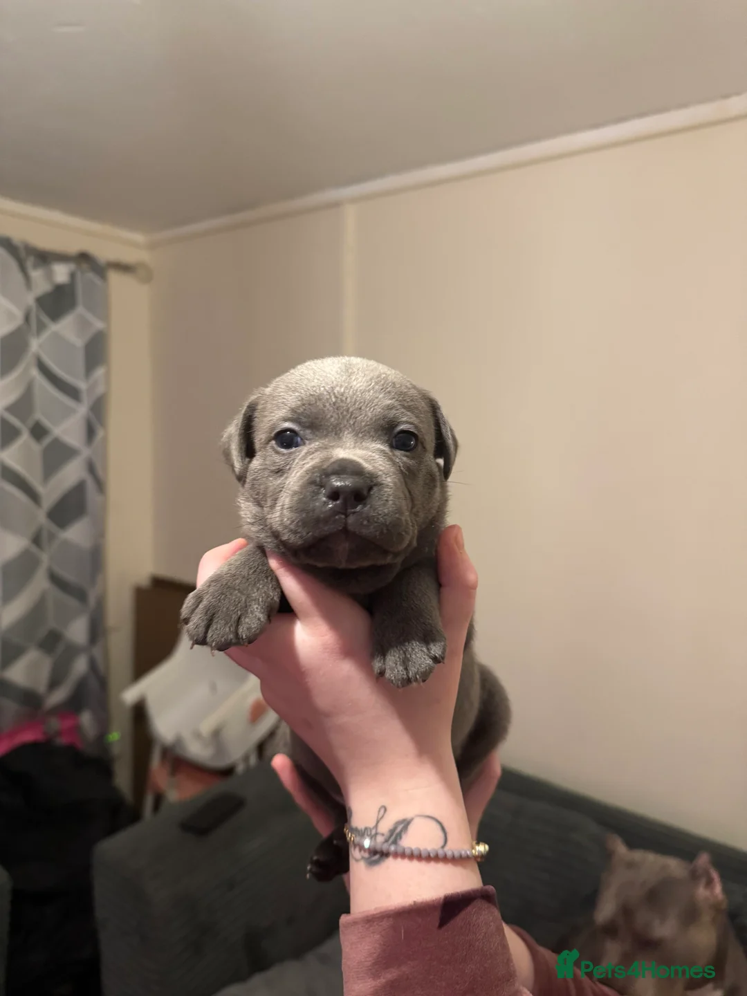 Staffordshire Bull Terrier dogs for sale: Blue Staffordshire bull terrier pups - Advert 6