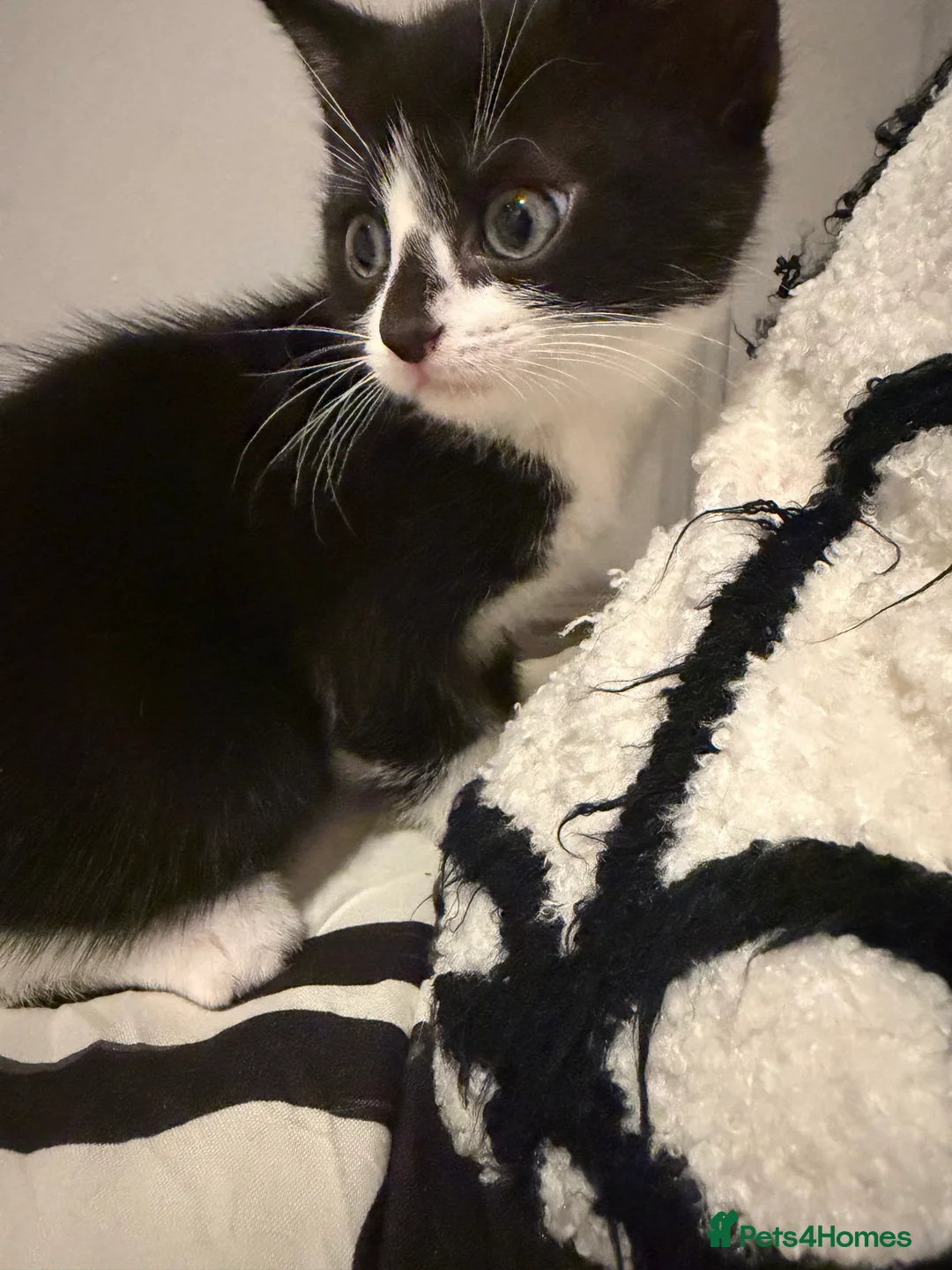 Mixed Breed cats for sale: 2 stunning kittens  - Advert 2