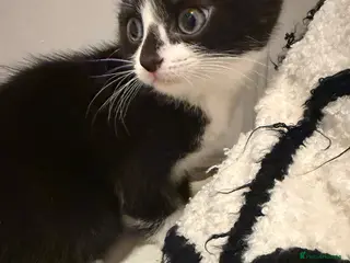 Mixed Breed cats 2 stunning kittens - Advert 3