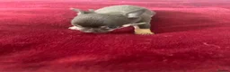 Chihuahua dogs for sale: Puppies for sale - Advert 14