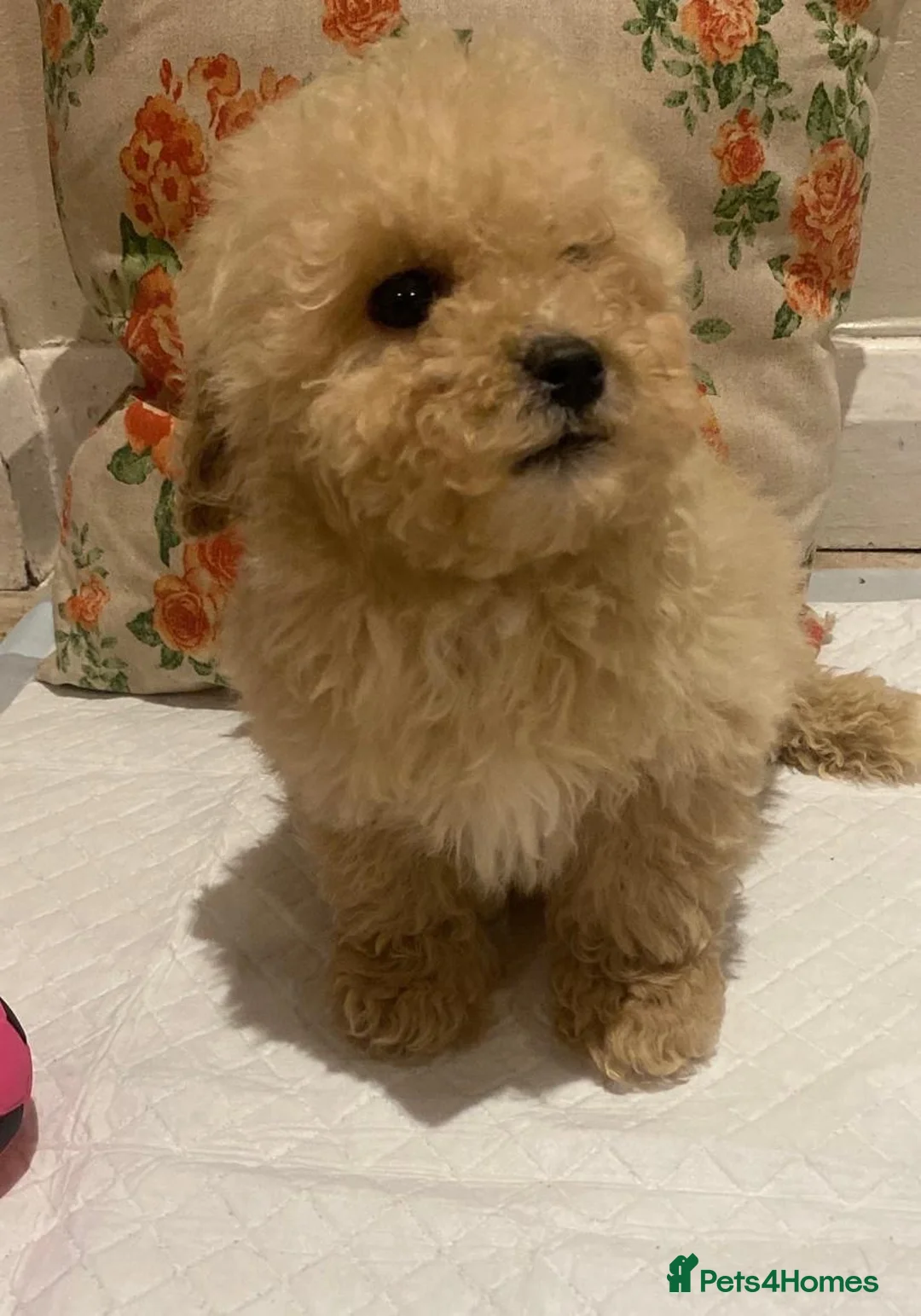 Cavapoo dogs for sale: F2 Cavapoo puppies available  - Advert 10