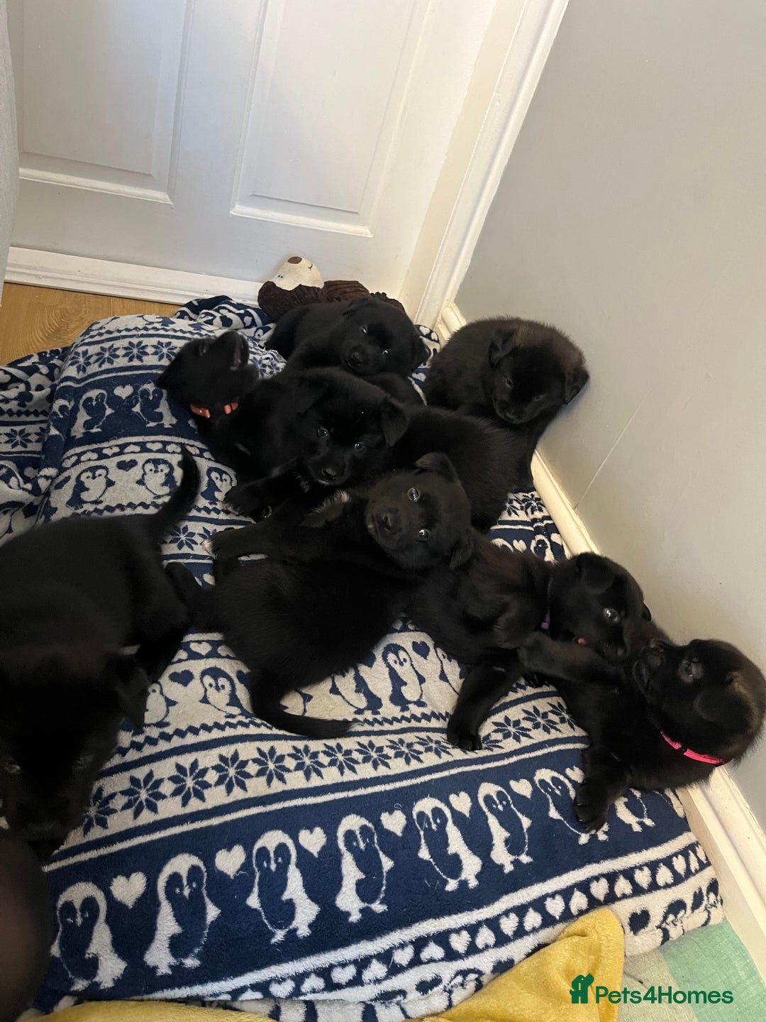 Mixed Breed dogs for sale: 8 beautiful puppies for sale - Advert 3