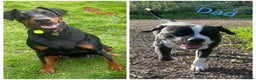 Mixed Breed dogs for sale: Doberman pups  - Advert 1