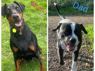 Mixed Breed dogs Doberman pups - Advert 1