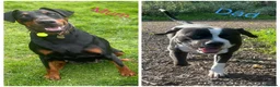 Mixed Breed dogs for sale: Doberman pups  - Advert 12