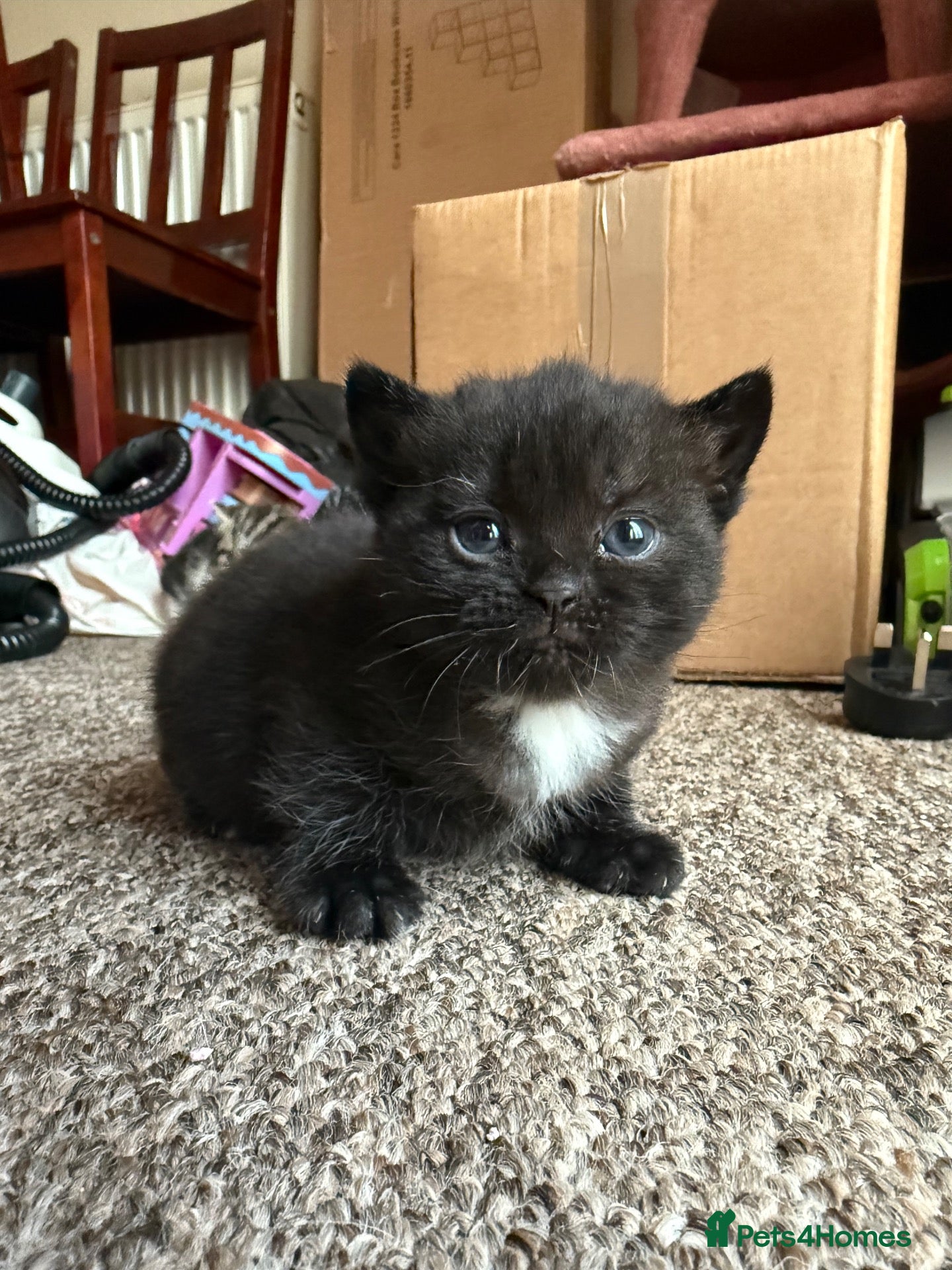 Mixed Breed cats Adorable mixed Kittens  - Advert 1