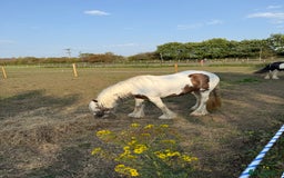 Irish Cob horses for sale: 2 year old filly cob - Image 3