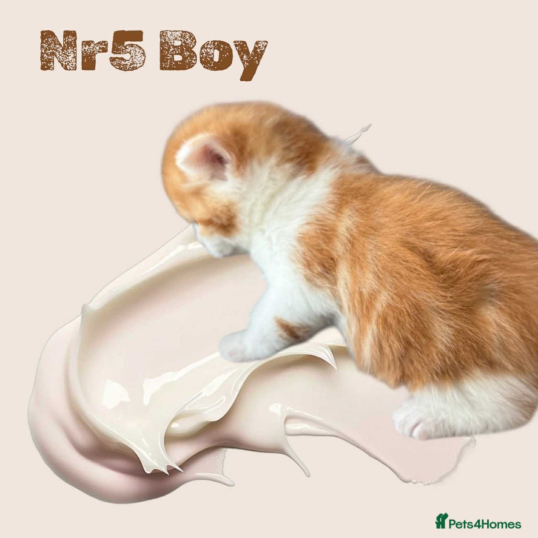 Scottish Fold cats for sale: 3 Scottish Fold Boys STILL AVAILABLE - Image 24