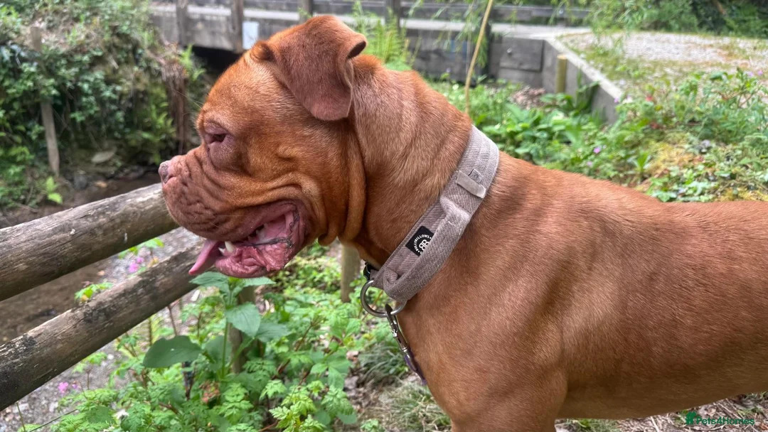 Dogue De Bordeaux dogs for sale: Ivy the loving Dogue de Bordeaux in Saint Austell - Advert 1