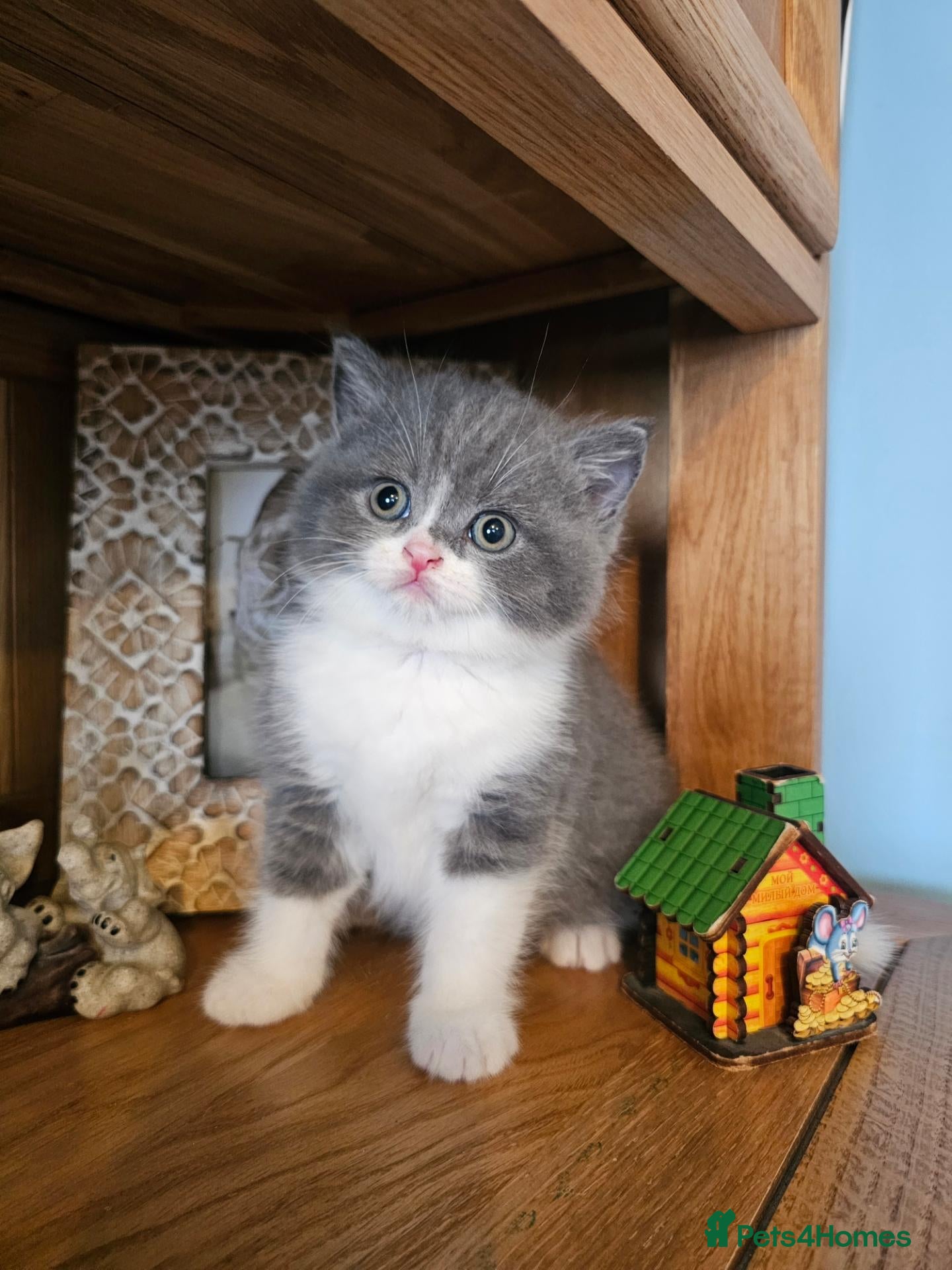 British Shorthair cats British shorthair kittens for sale.  - Advert 1