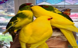 Parakeets birds for sale: Kakariki's x4 handreared kakariki's  - Image 17