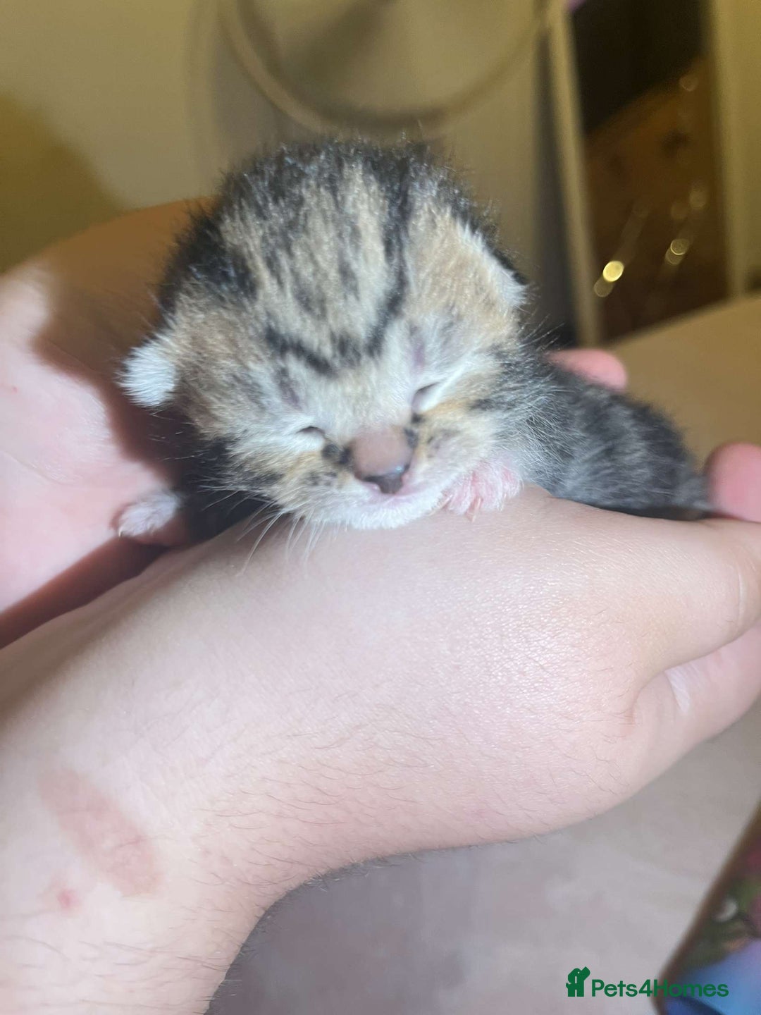Mixed Breed cats for sale: 5 mixed breed newborn kittens  - Image 1