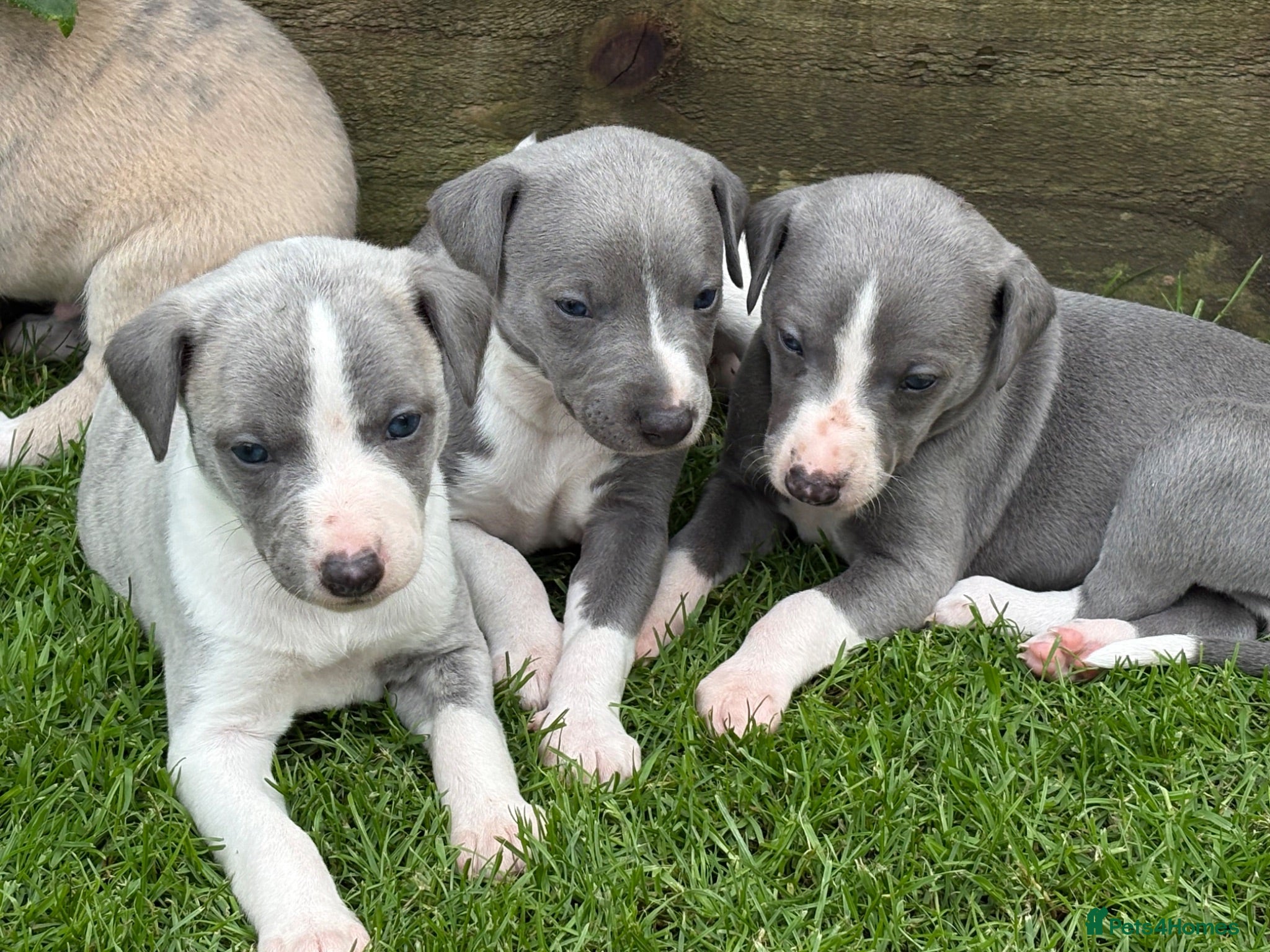 Whippet dogs Exceptional bred whippets for sale  - Advert 1