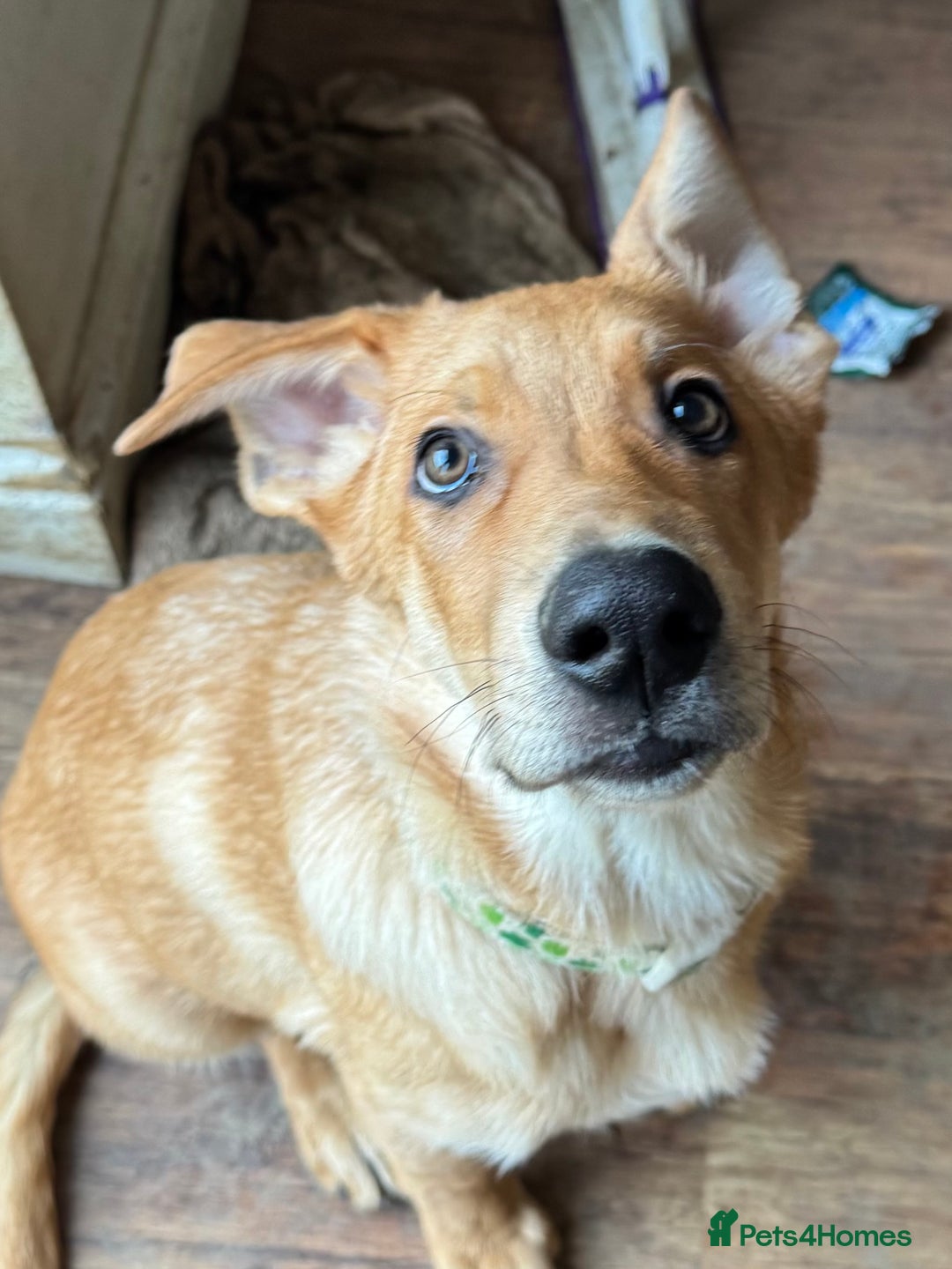 Mixed Breed dogs for sale: Beautiful Inca & handsome Nanuq PUPDATE x5 - Advert 39