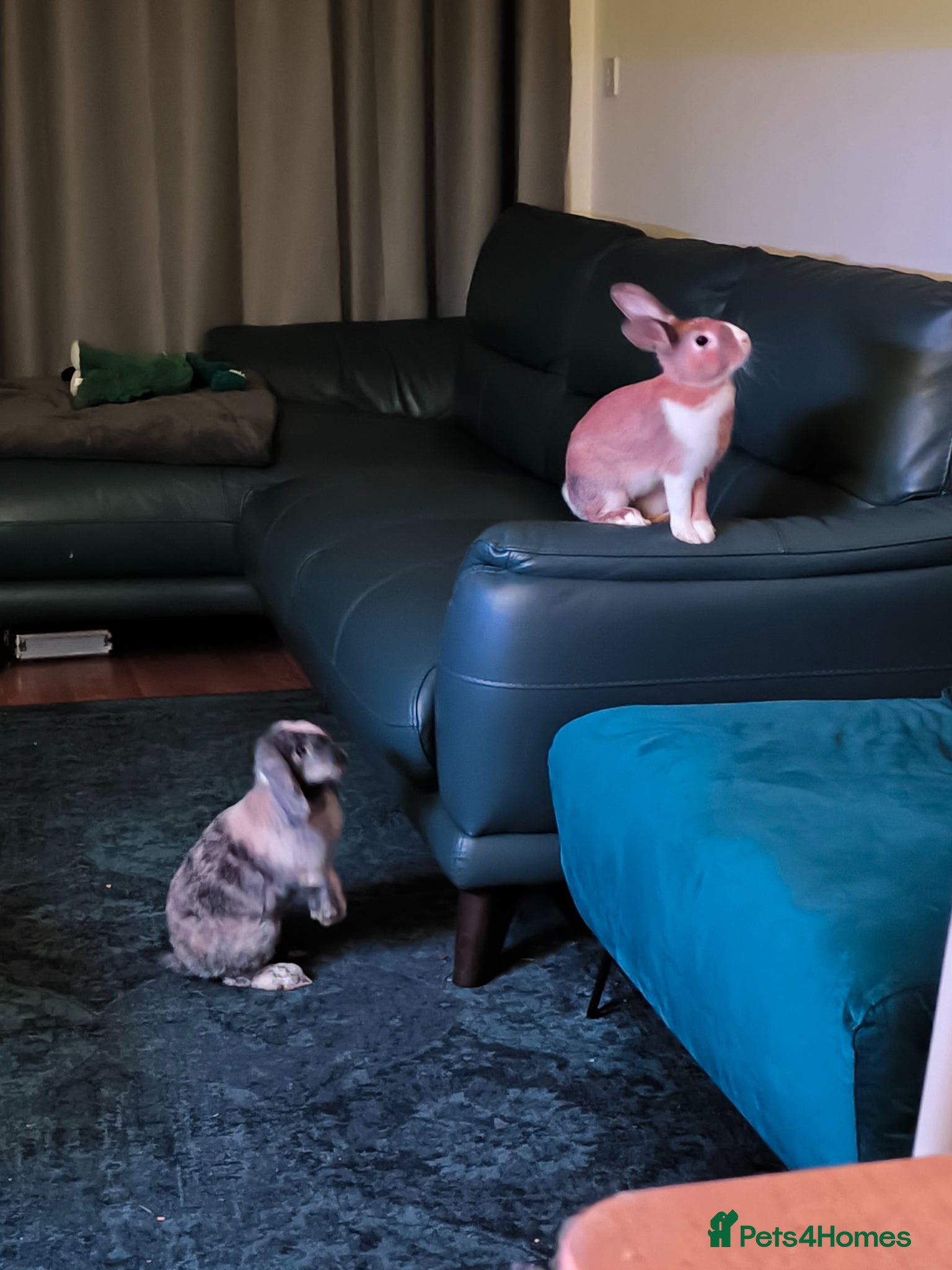 Mixed Breed rabbits Cinnamon and Rusty for rehoming (10 months old) - Advert 1