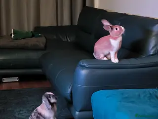 Mixed Breed rabbits Cinnamon and Rusty for rehoming (10 months old) - Advert 4