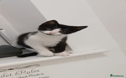 British Longhair cats for sale: 11 week old boy kitten  - Image 1