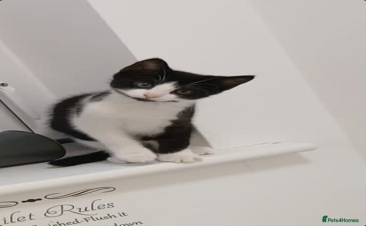 British Longhair cats - Advert 1