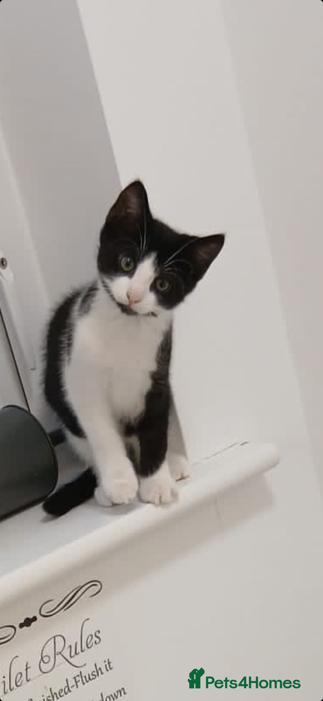 British Longhair cats for sale: 11 week old boy kitten  - Image 1