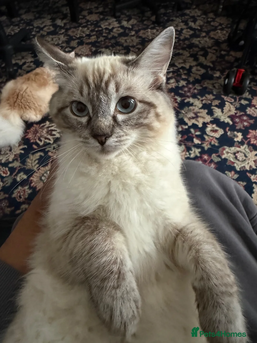 Ragdoll cats for sale: 5 month old ragdoll  - Advert 5