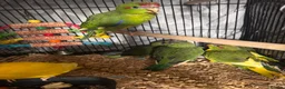 Parakeets birds for sale: Kakariki parakeets  - Advert 3