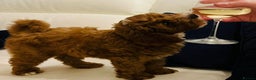 Cavapoo dogs for sale: Extensively health tested toy cavapoos red  - Advert 13