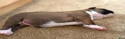 Boxer dogs for sale: Gorgeous Boxer Babies  - Advert 21