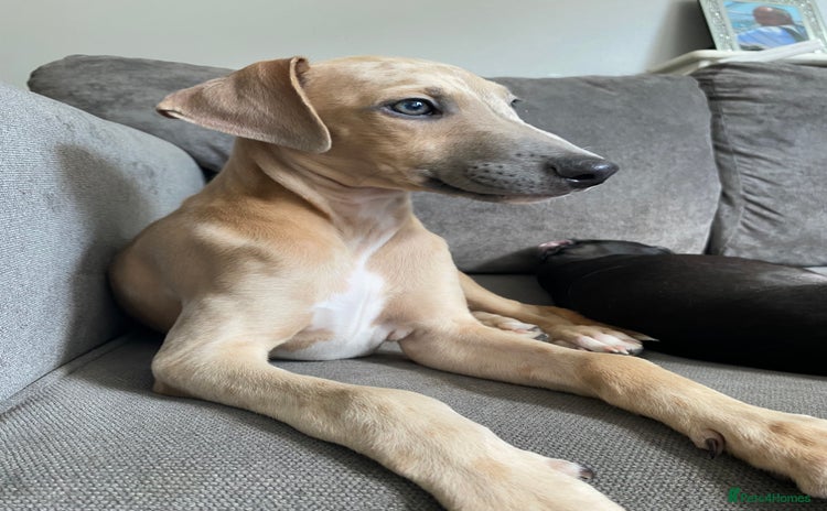 Mixed Breed dogs - Advert 4
