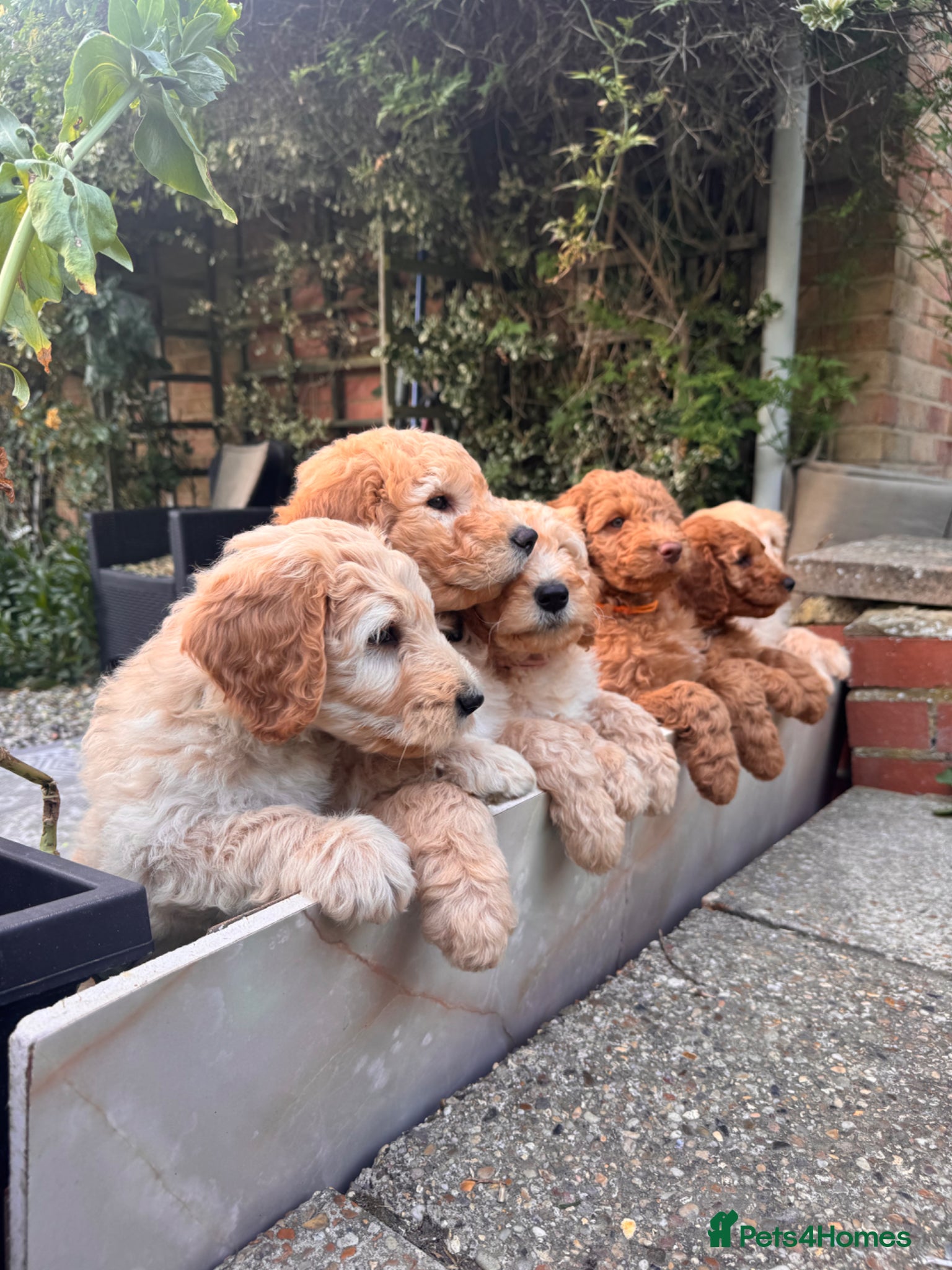 Mixed Breed dogs Adorable Australian fleece/wool Labradoodles - Advert 14