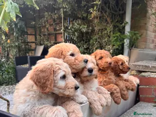 Mixed Breed dogs Adorable Australian fleece/wool Labradoodles - Advert 14