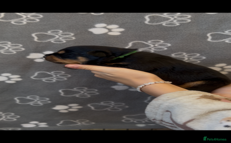 Rottweiler dogs - Advert 7