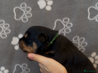 Rottweiler dogs - Advert 35