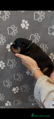 Rottweiler dogs - Advert 7