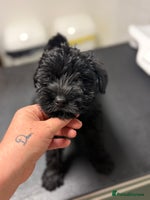 Miniature Schnauzer dogs ❤️🐾LAST BOY REMAINING🐾❤️ - Advert 7