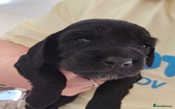 Cocker Spaniel dogs for sale: litter of 6 pedigree cocker spaniel puppies. - Image 16