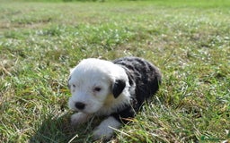 Old English Sheepdog dogs for sale: Stunning Old English Sheepdog Puppies KC Reg - Image 20