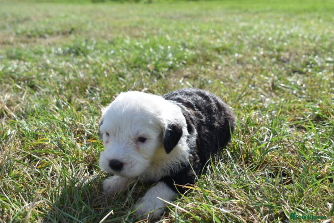 Old English Sheepdog dogs for sale: Stunning Old English Sheepdog Puppies KC Reg - Image 20