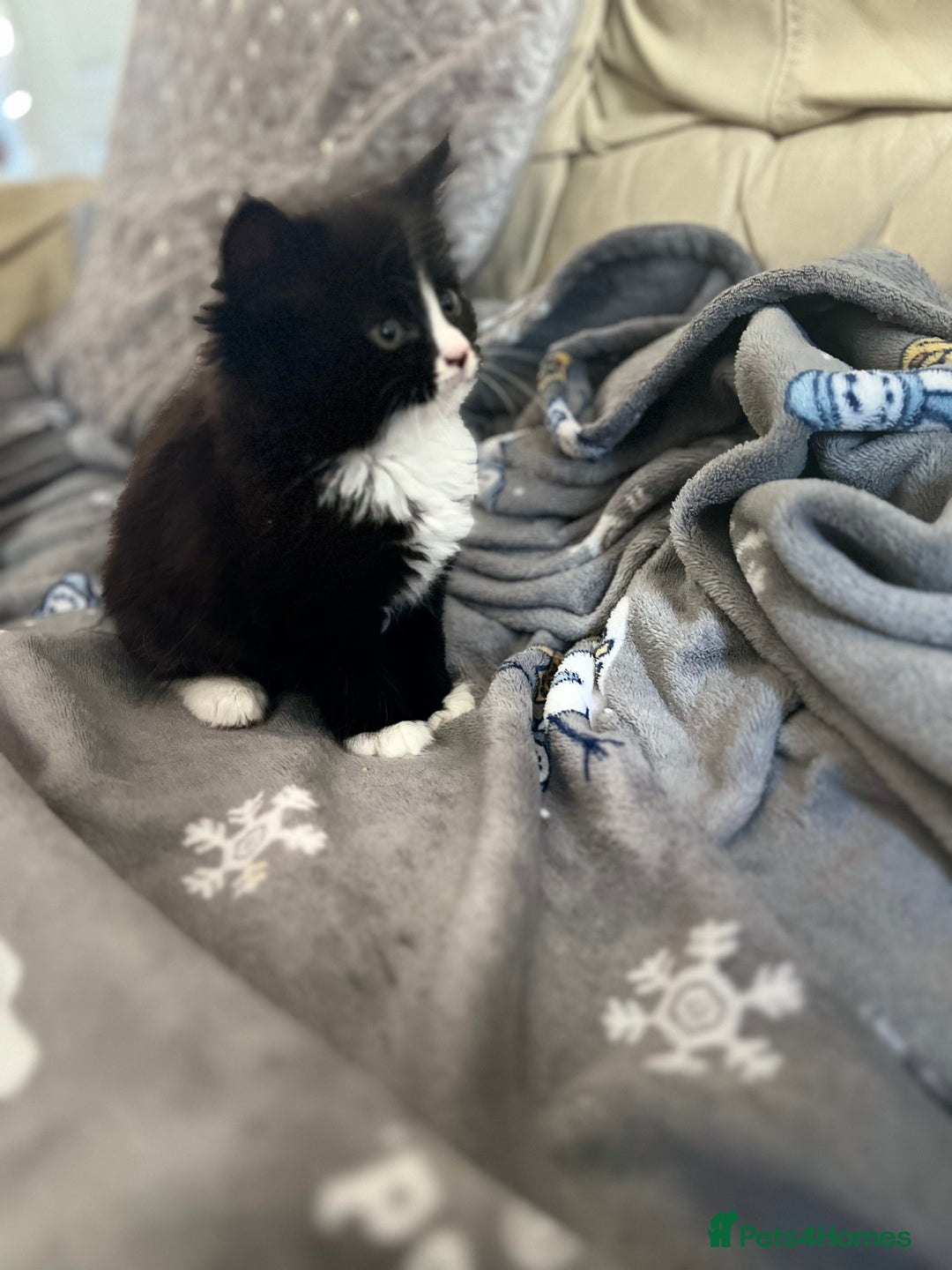 Mixed Breed cats for sale: Fluffy black and white kittens  - Advert 6