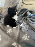 Mixed Breed cats Fluffy black and white kittens - Advert 2