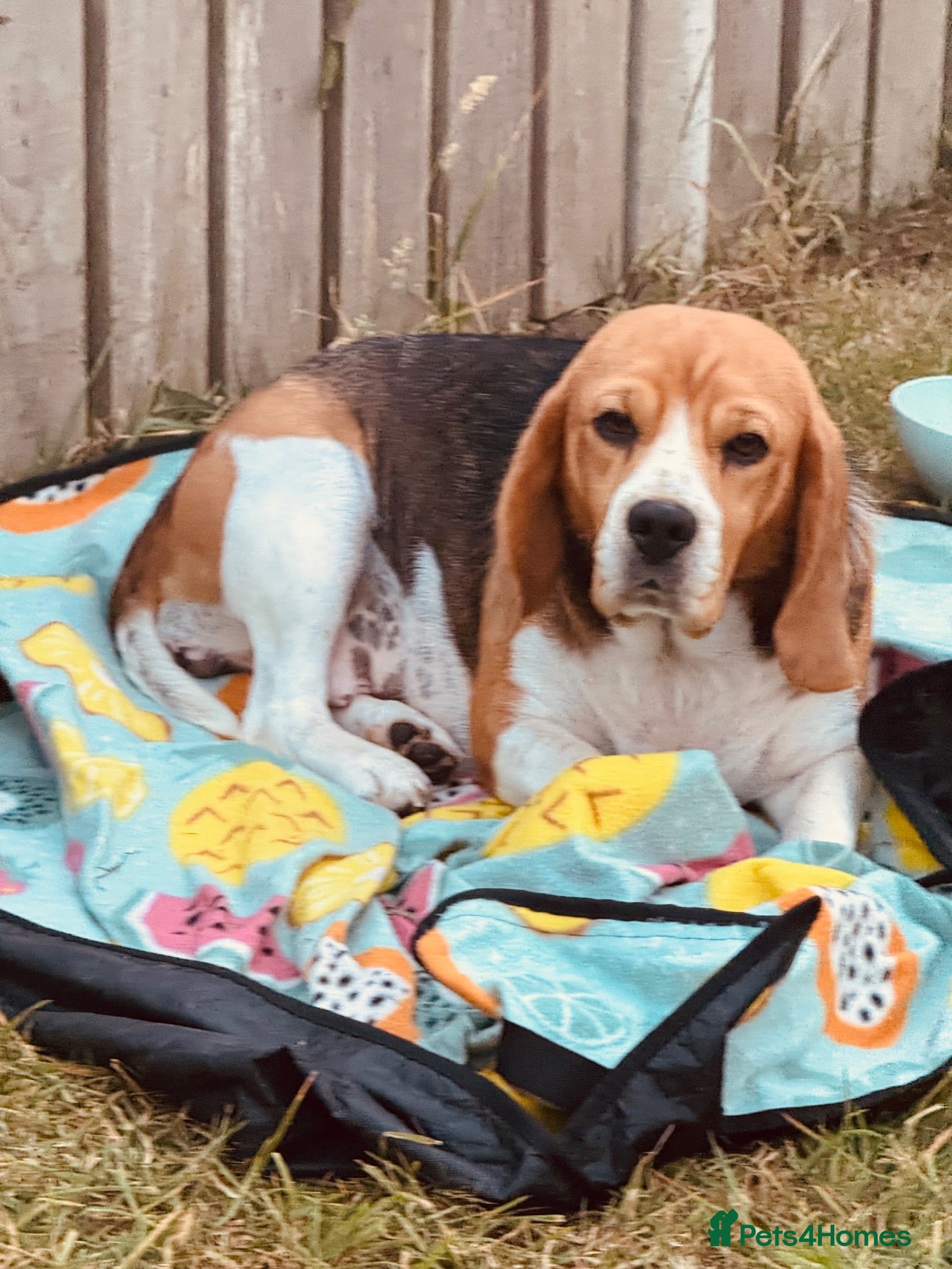 Beagle dogs 🐶⭐️Gorgeous male Beagle puppy ⭐️🐶 - Advert 2