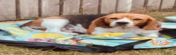 Beagle dogs for sale: 🐶⭐️Gorgeous Beagle puppies⭐️🐶 - Advert 3
