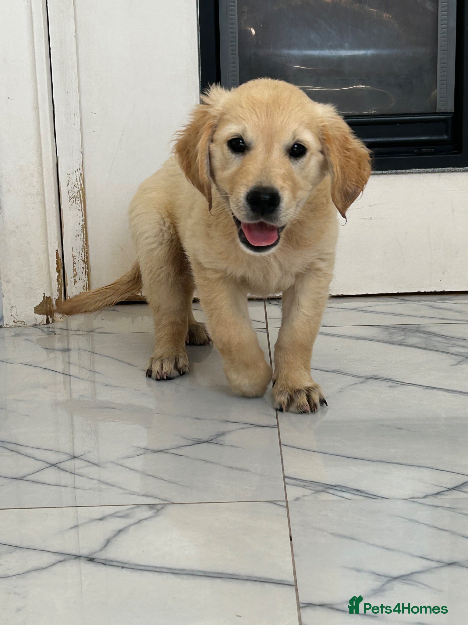 Golden Retriever dogs KC registered golden retriever puppies ready now. - Advert 2