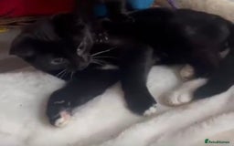 Mixed Breed cats for adoption: 3 month rescue kitten ready for adoption - Advert 6