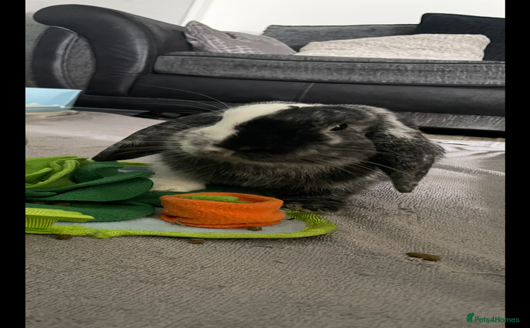 Mini Lop rabbits - Advert 2