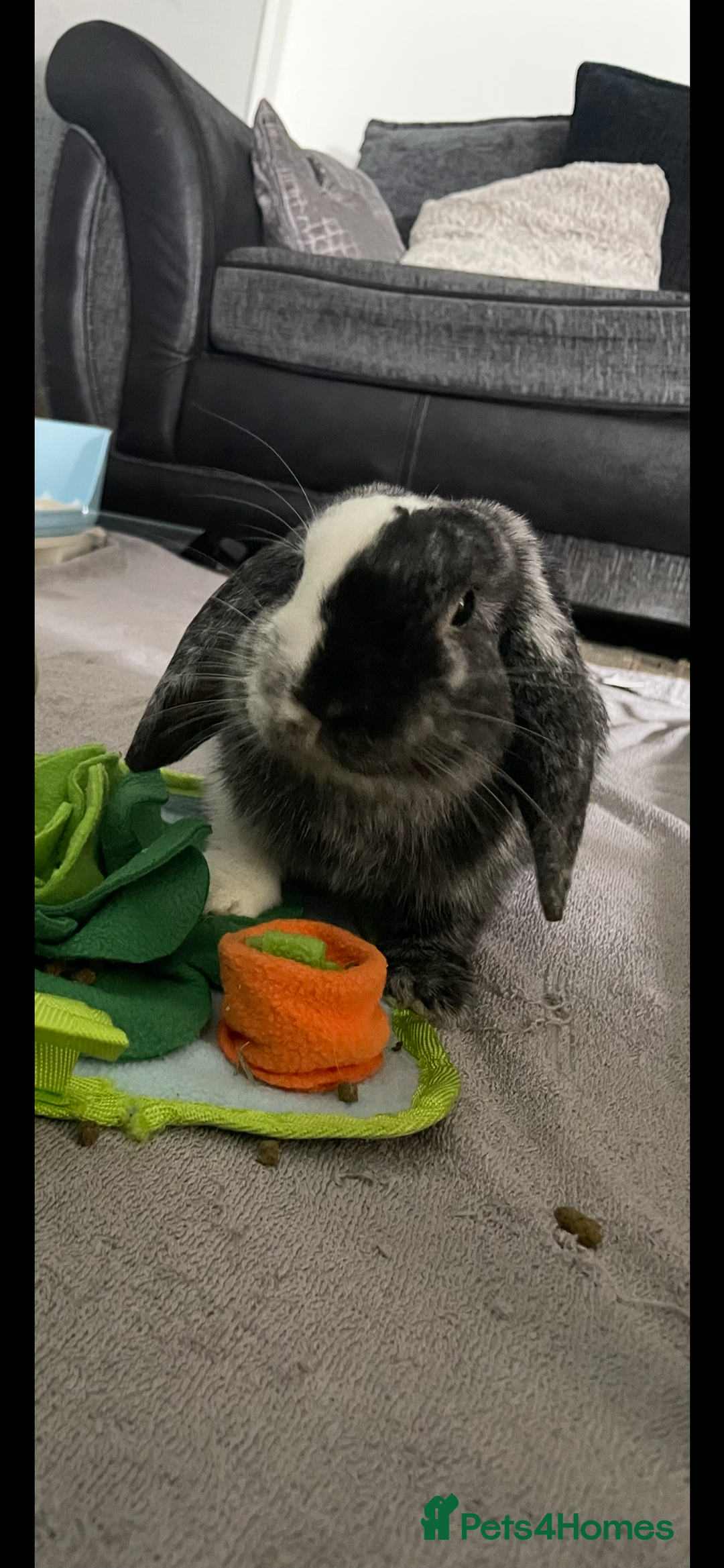 Mini Lop rabbits for sale: 8 months old bunnie  - Image 1