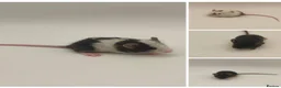Mouse rodents for sale: beautiful friendly mice - Advert 2