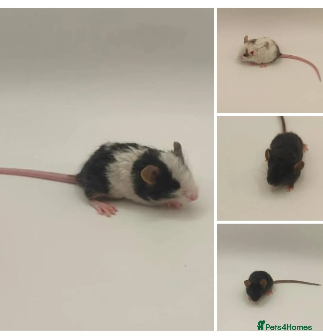 Mouse rodents for sale: beautiful friendly mice - Advert 2