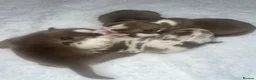 American Bully dogs for sale: 4 ABKC unreal bully’s - Advert 4