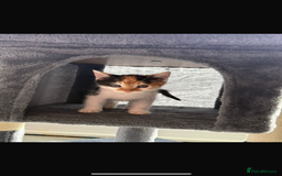 Mixed Breed cats for sale: Beautiful litter of kittens  - Image 2