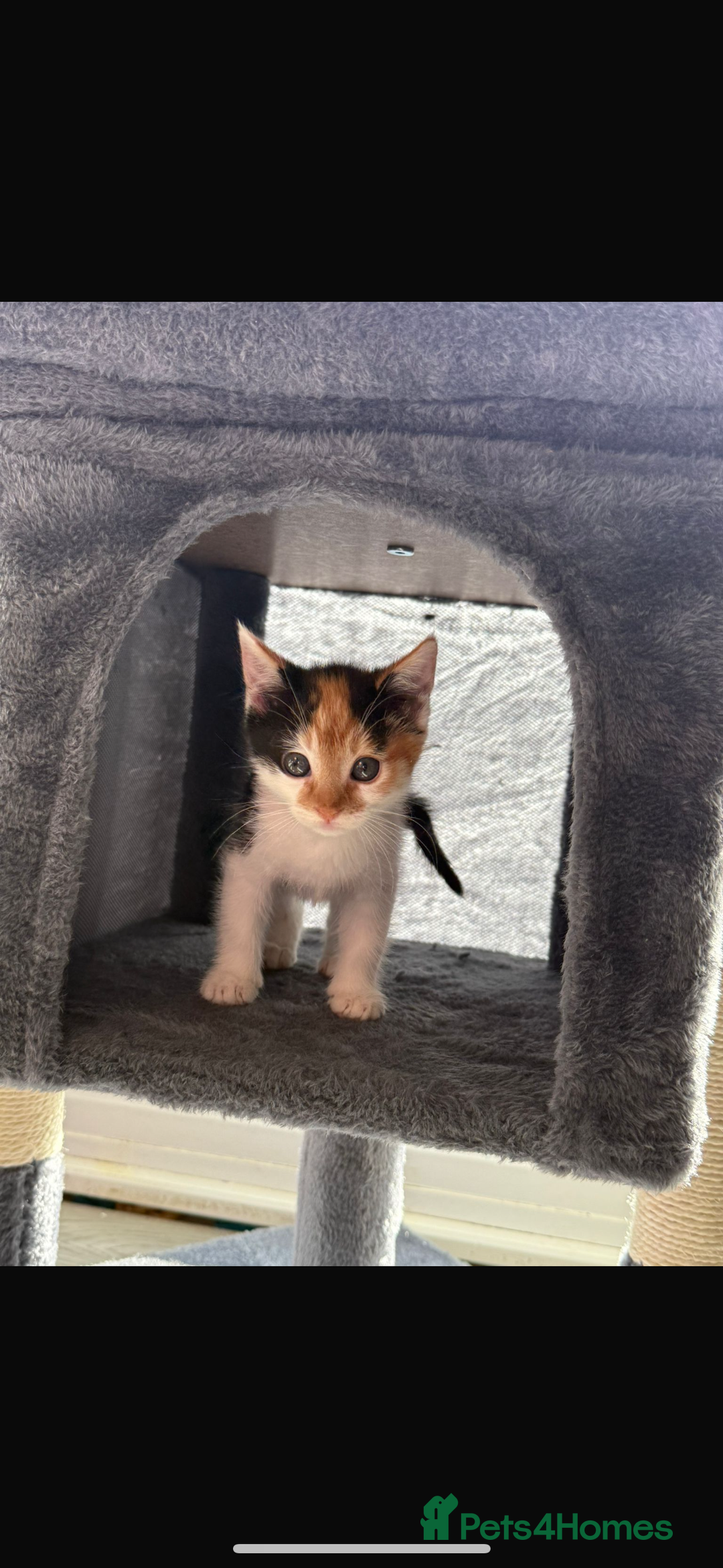 Mixed Breed cats for sale: Beautiful litter of kittens  - Image 2
